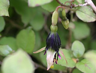 Fuchsia perscandens